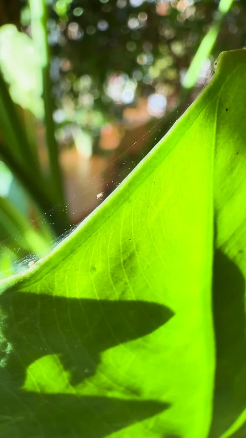 VERTICAL, CLOSE UP: Spider mites crawl across surface of an infected green leaf Stock Footage 331222573