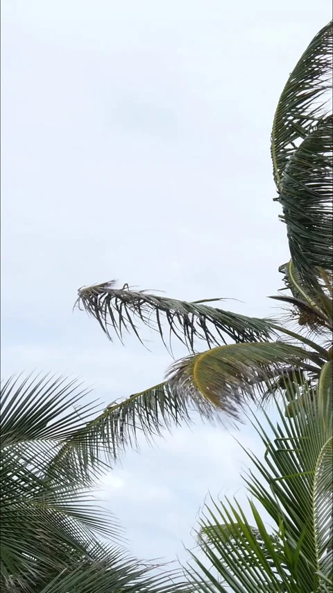 Vertical, close up steady shot of coconut tree tops swaying in the breeze Stock Footage 223386001
