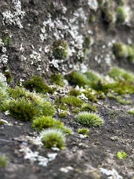 Vertical close up of a stone covered in moss Stock Photos