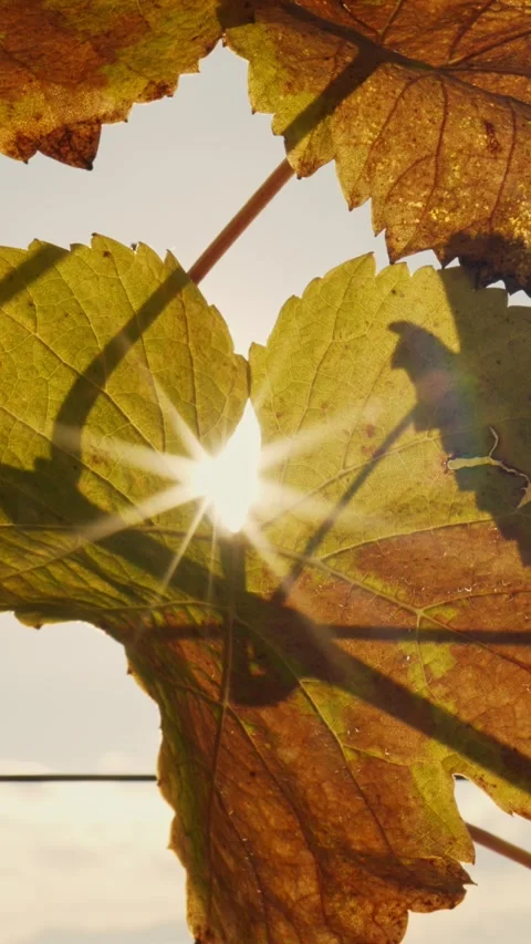 Vertical Close-Up of Sunlit Grape Leaves in Autumn Vineyard – Nature Macro Stock Footage 340001454