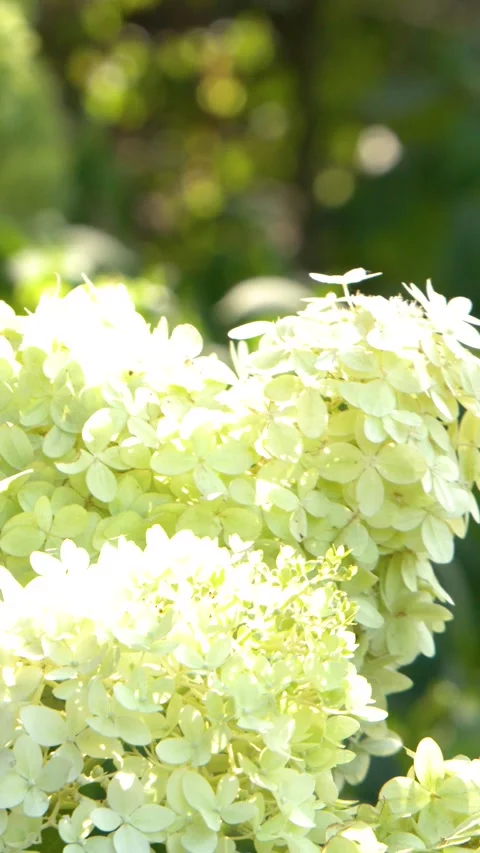 Vertical Close-up of Sunlit White Hydrangea Paniculata Flowers Stock Footage 326718181