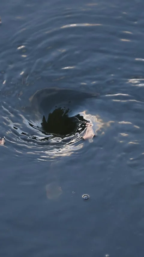 Vertical Close Up of Swirling Water Vortex with Floating Leaves Stock Footage 327831910