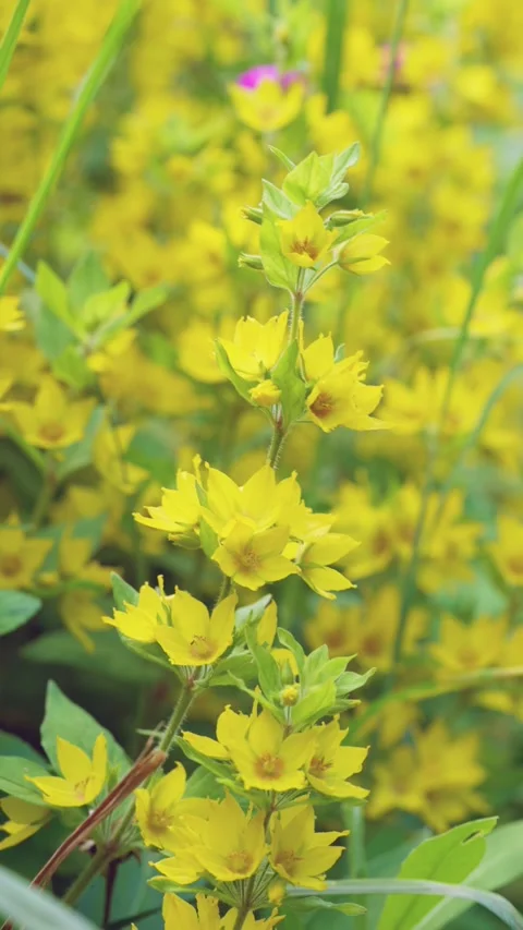 Vertical close-up of tall yellow flower stalk gently swaying in sunlit meadow wi Stock Footage 342054181