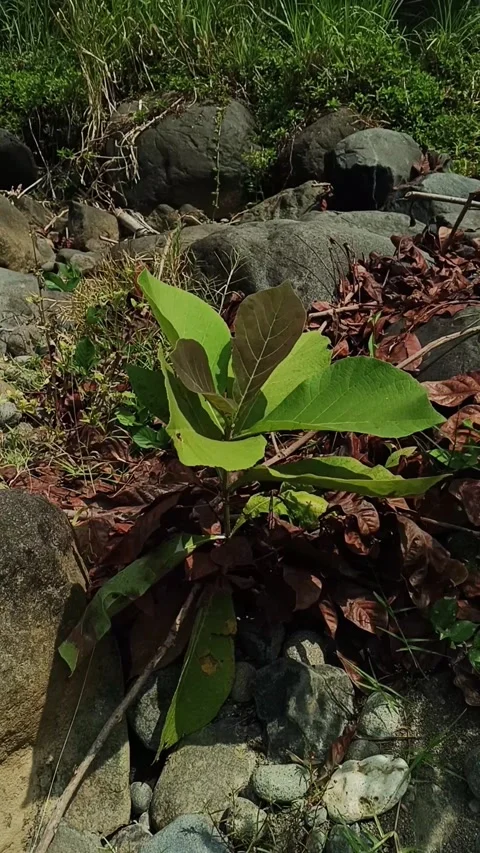 Vertical close up of Teak sapling growing among river stones, gently swaying 스톡 동영상 344915116