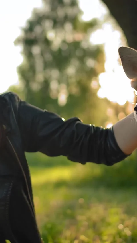 Vertical of Close-up of tender relationship between the mistress and her dog. Stock Footage 278476048