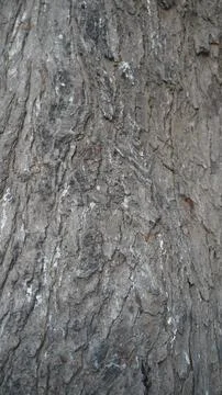 Vertical Close Up Texture of Old Weathered Grey Tree Trunk Grains Stock Photos