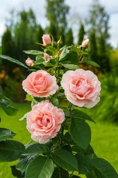 Vertical Close Up of Three Pink Roses Blooming in a Green Garden Stock Photos