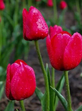 Vertical close-up of three warm red tulips covered with water droplets Stock Photos