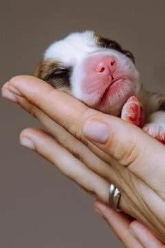 Vertical close up tiny newborn puppy of Welsh corgi dog sleep on cropped wo.. Foto stock