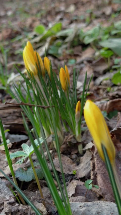 Vertical Close-up of tiny yellow flower buds about to bloom Stock Footage 331267419