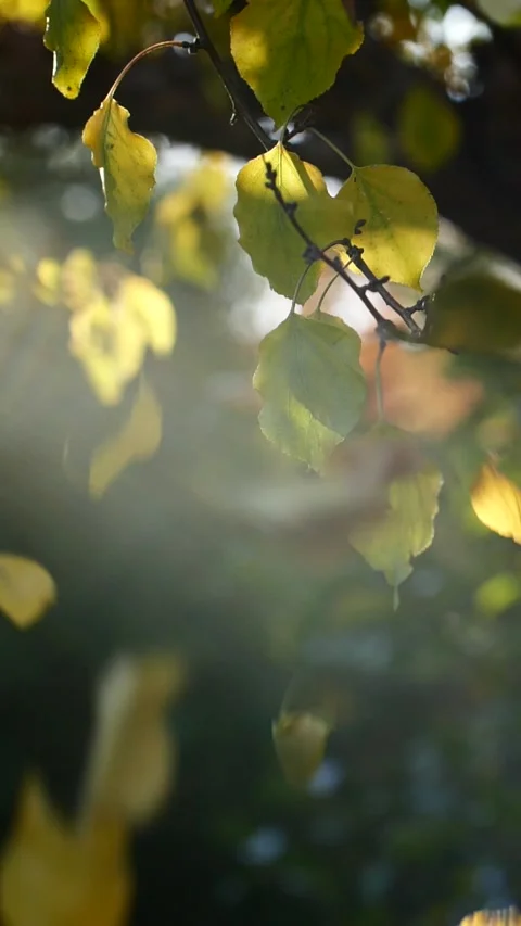 Vertical close-up tree leaves falling in slow motion, sun shining through branch Stock Footage 261807862