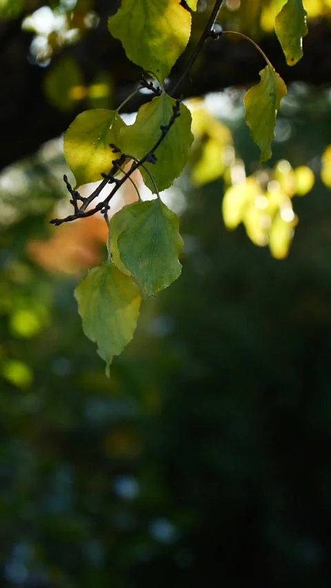 Vertical close-up tree leaves falling in slow motion, sun shining through branch Stock Footage 263097108