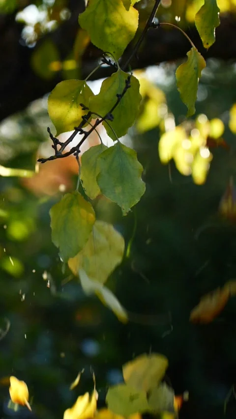 Vertical close-up tree leaves falling in slow motion, sun shining through branch Stock Footage 264245139