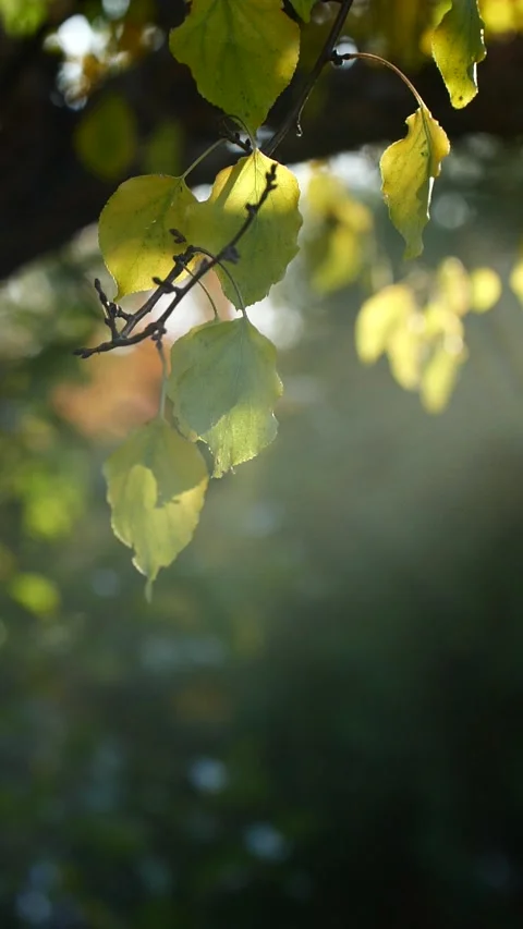 Vertical close-up tree leaves moving in slow motion, sun shining through branch Stock Footage 261808082