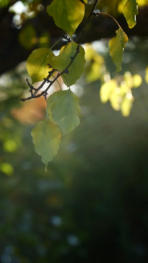 Vertical close-up tree leaves moving in slow motion, sun shining through branch Stock Footage 263695584