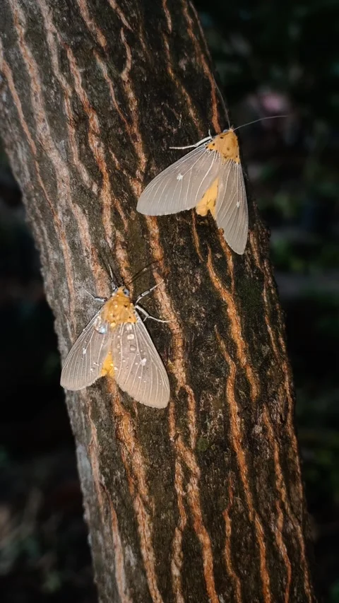 Vertical Close Up of Two Asota Plana Moths Resting on Mango Tree Bark Stockbeeldmateriaal 345582347