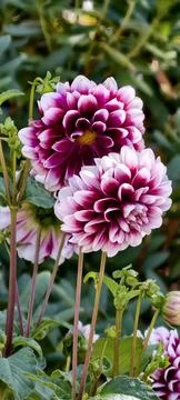 Vertical Close Up of Two Bi-Color White and Magenta Dahlias Stock Photos