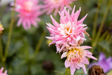 Vertical close-up of two pink cactus dahlia flowers in a garden. Stock Photos