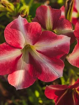 Vertical close-up of two red and white PETUNIA HYBRIDA flowers in sunlight Foto stock