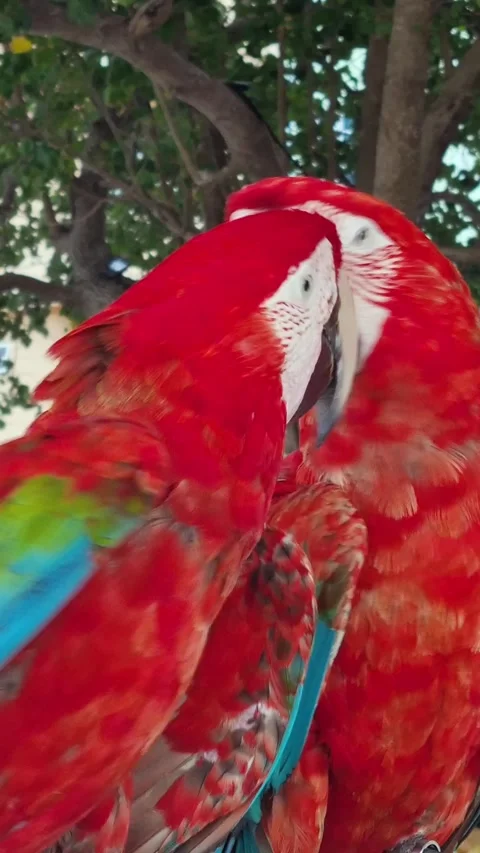 Vertical close-up of two red macaw parrots showing their vivid heads and curved 스톡 동영상 323186321