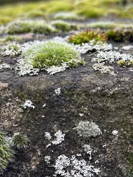 Vertical close up of various moss types growing on a stone Stock Photos