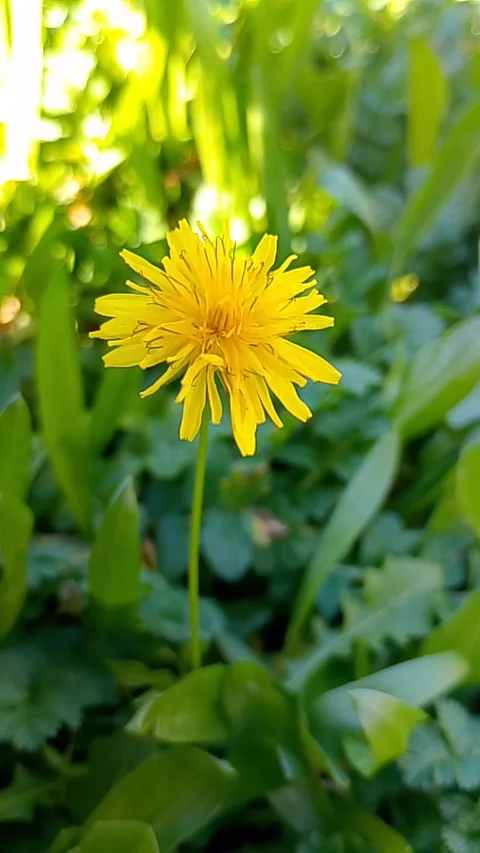 Vertical Close-up of a Vibrant Yellow Dandelion in a Sunlit Garden Vídeos de archivo 328937948