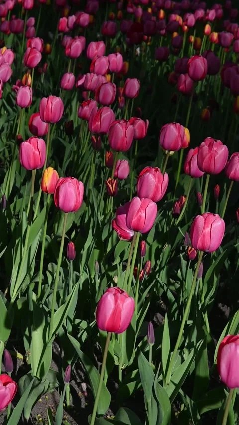 Vertical Close-Up Video of Blooming Pink Tulips in Garden Stock Footage 306563415