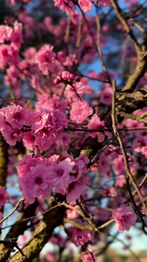 Vertical close up video of blooming pink cherry blossoms in Australia. Stock Footage 329953893