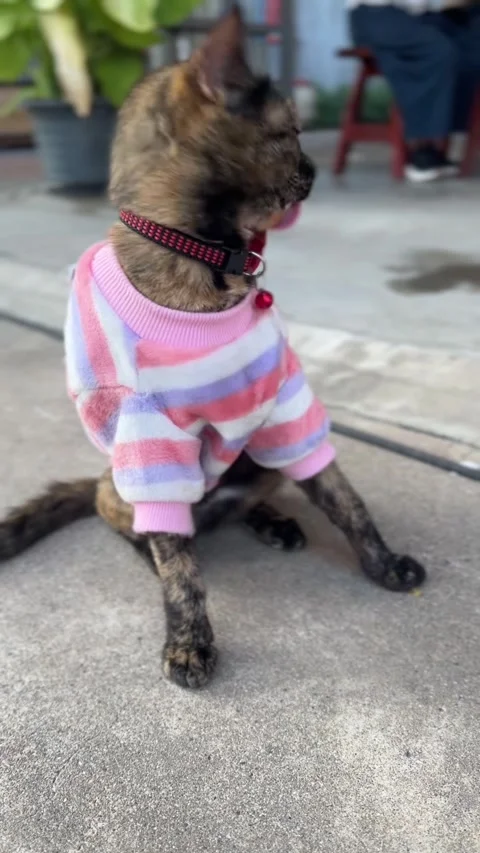 Vertical close up video of a cat wearing a pink striped t shirt Stock Footage 325417469