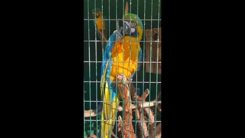 Vertical Close-Up Video of a Colorful Blue-and-Yellow Macaw Parrot Stock Footage 329983528