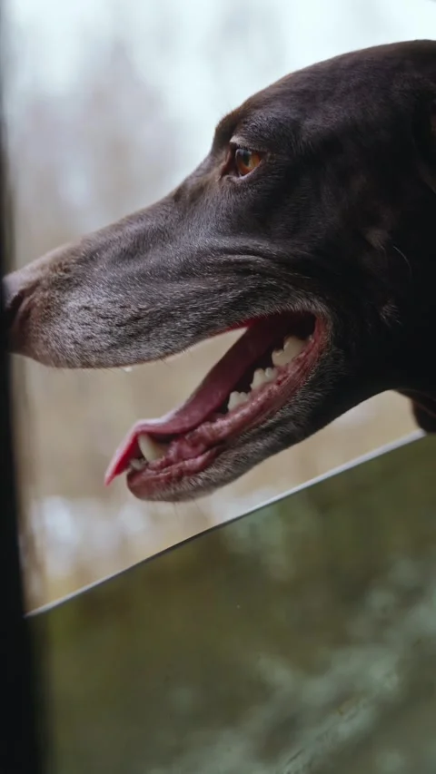 Vertical close-up video of a dog looking out an open window while driving a car Stock Footage 306288517