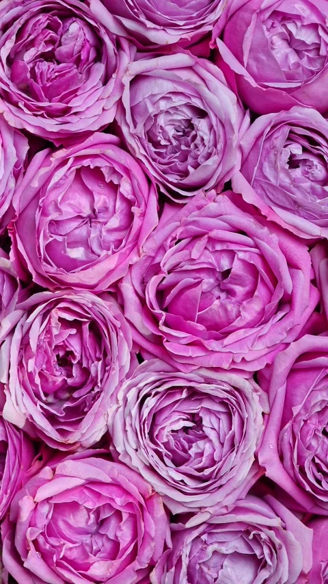 Vertical Close-Up Video Of Lush Pink Garden Roses Full Frame Background 스톡 동영상 343279570