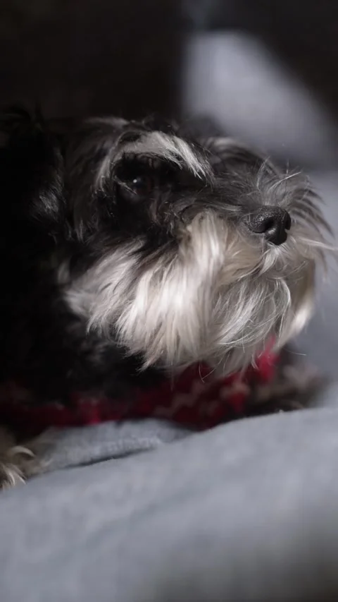 Vertical close-up video of a mini schnauzer in a Christmas outfit yawning, showi Stock Footage 327227425