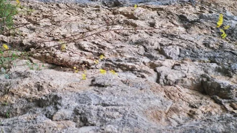 Vertical close-up video of the rock Stock Footage 225284770