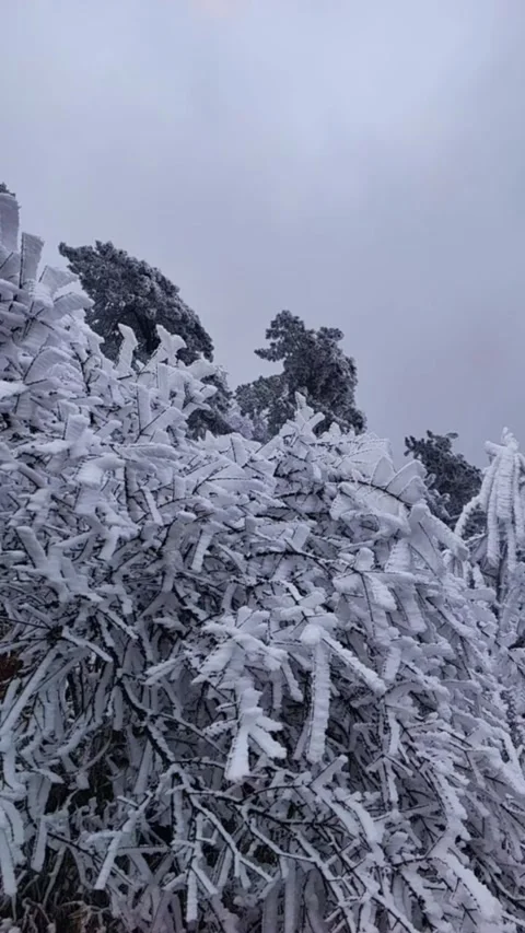 Vertical close up video of tree branches covered in thick white rime ice and Stock Footage 327581595