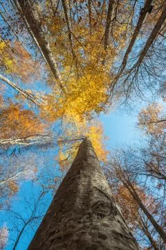 Vertical close view of a beech trunk and golden autumn foliage Stock Photos