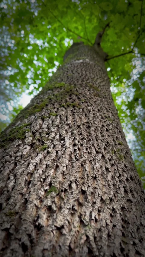 Vertical close up view of the brown bark of a deciduous tree. Tall tree trunk. Stock Footage 263961537