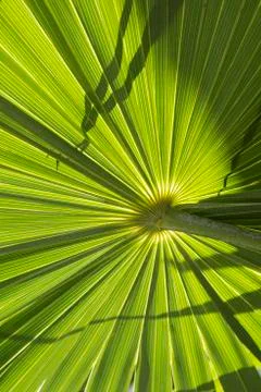 Vertical Close-up view of date palm tree Fotos de archivo