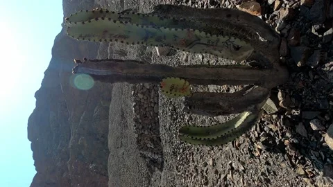 Vertical close-up view of a dry cactus with marks written by people on its body 库存影片 199598974