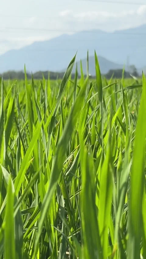Vertical close view of green rice stems across farmland, with distant mountains 動画素材 329373462