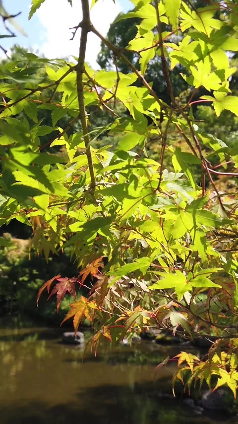 Vertical Close Up View of Japanese Maple Leaves in Toji In Temple Garden in Stock Footage 346310400