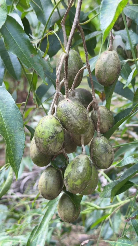 Vertical close view of a large golden apple cluster hanging prominently within 库存影片 329304754