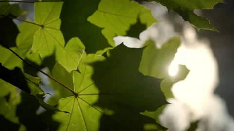 Vertical Close up view of Lush green maple leaves on maple tree branch in autumn Stock Footage 165271205