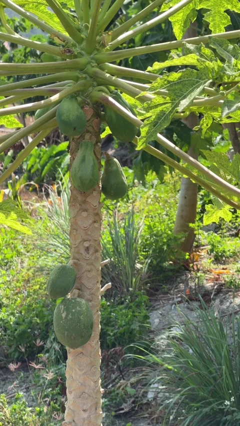 A vertical close view presents a papaya tree loaded with maturing fruit Vídeo Stock 325636621