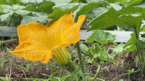 Vertical close view of a pumpkin flower surrounded by dense leaves above 库存影片 333256475