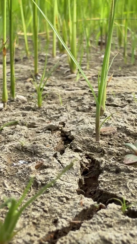 Vertical close view of rice stems emerging from cracked soil emphasizing dry 動画素材 329275836