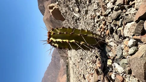 Vertical close-up view of a small cactus with long and dangerous spikes in the m Stock Footage 199551702
