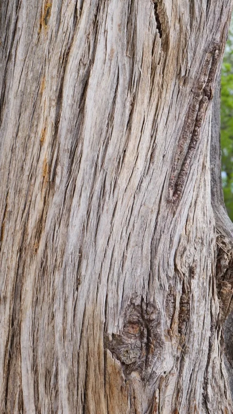 Vertical close view of tree bark texture, organic patterns rough wooden surface Stock Footage 323875005