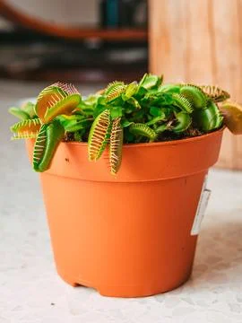 Vertical close-up view of a Venus flytrap plant in a flowerpot 库存照片