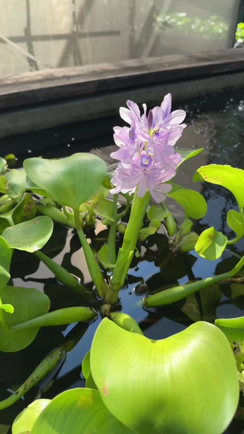 (Vertical) Close-Up of a Water Hyacinth Flower in a Garden Pond Stock Footage 342105357